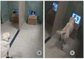 can dogs tell how old other dogs are